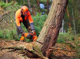 Best Tree Removal  in Dover, NJ