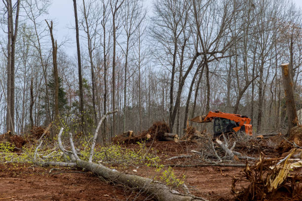 How Our Tree Care Process Works  in  Dover, NJ