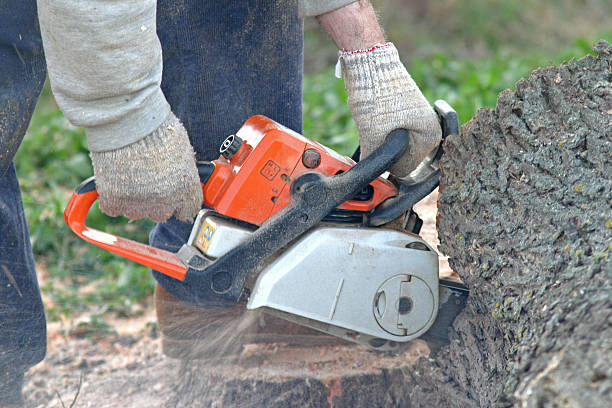 Dover, NJ Tree Care Company